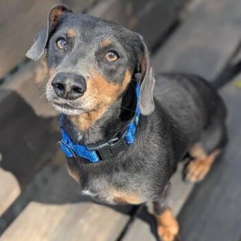 Russell -  Mixed Breed and Dachshund Dog for Adoption in West Olive, Michigan - Russell | PetCurious