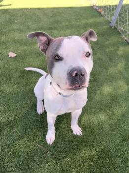 Pit Bull Terrier Dogs Available for Adoption - Titan | PetCurious