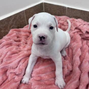 Love A Lot Bear 54007 -  Pit Bull Terrier and Mixed Breed Dog for Adoption in Las Vegas, Nevada - Love A Lot Bear 54007 | PetCurious