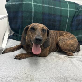 Rescue Plott Hound Dogs for Adoption in Butler, Kentucky - Nutella | PetCurious