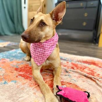Monarch May -  Labrador Retriever and Belgian Shepherd Malinois Dog for Adoption in Friendswood, Texas - Monarch May | PetCurious