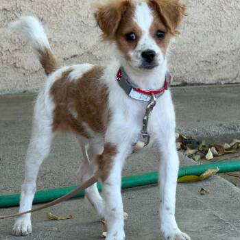 Jason Voorhees -*Available 10/31*City of Industry Location -  Spaniel and Papillon Dog for Adoption in Chino Hills, California - Jason Voorhees -*Available 10/31*City Of Industry Location | PetCurious