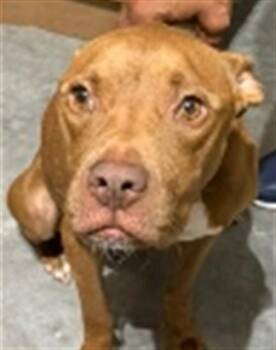 GINGER -  American Staffordshire Terrier and Mixed Breed Dog for Adoption in St. Cloud, Florida - GINGER | PetCurious