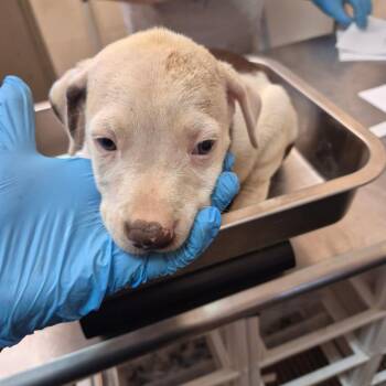 Prancer -  Pit Bull Terrier Dog for Adoption in Birmingham, Alabama - Prancer | PetCurious