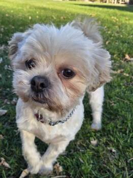 Princess -  Shih Tzu and Mixed Breed Dog for Adoption in Erin, Ontario - Princess | PetCurious