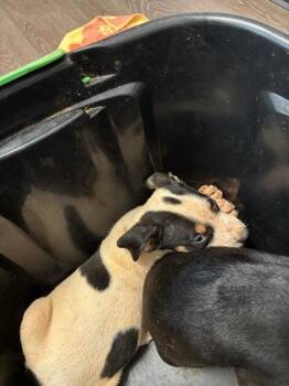 Wally World -  Mixed Breed Dog for Adoption in Atlanta, Georgia - Wally World | PetCurious