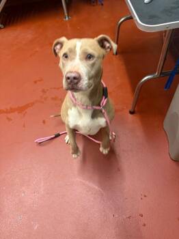 Mixed Breed Dogs Available for Adoption in Douglasville, Georgia - Goober | PetCurious