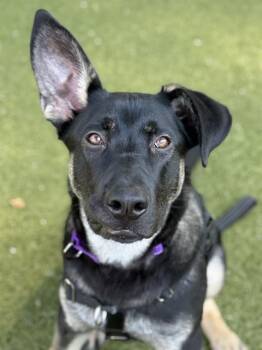 WILLOW -  German Shepherd Dog and Mixed Breed Dog for Adoption in Methuen, Massachusetts - WILLOW | PetCurious