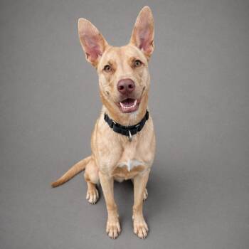 Mixed Breed and Shepherd Dogs Available for Adoption in Hardeeville, South Carolina - Luca | PetCurious