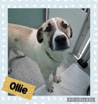 Ollie -  Great Pyrenees and Mixed Breed Dog for Adoption in Iron River, Michigan - Ollie | PetCurious