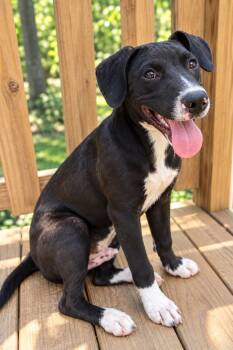 Pierre -  Labrador Retriever Dog for Adoption in Houston, Texas - Pierre | PetCurious