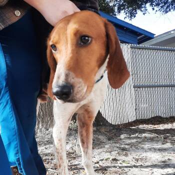Hound Dogs Available for Adoption in Summerville, South Carolina - Wallace | PetCurious