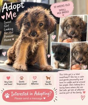 Halo -  Poodle and Schnauzer Dog for Adoption in West Hollywood, California - Halo | PetCurious