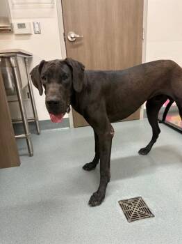 Great Dane Dogs Available for Adoption in Baytown, Texas - APOLLO | PetCurious