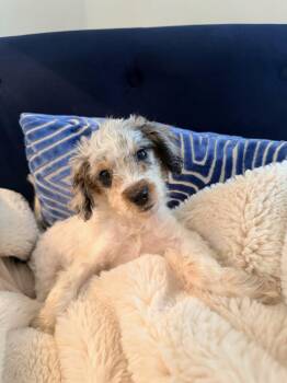 Petunia -  Poodle Dog for Adoption in Holly Springs, North Carolina - Petunia | PetCurious