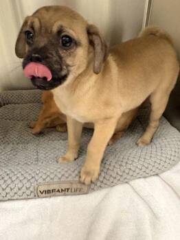 Mixed Breed Dogs Available for Adoption - Parker | PetCurious