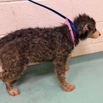 Mixed Breed Dogs Available for Adoption in Memphis, Tennessee - Ruby 2.0 | PetCurious