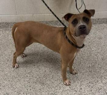 Parfait -  Pit Bull Terrier and Mixed Breed Dog for Adoption in Kansas City, Missouri - Parfait | PetCurious