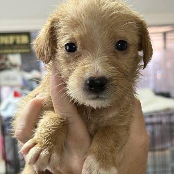 Cinnamon Twist -  Mixed Breed Dog for Adoption in Columbia, South Carolina - Cinnamon Twist | PetCurious