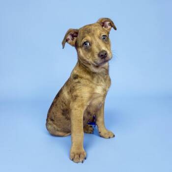 Australian Shepherd Dogs Available for Adoption in Alvin, Texas - Paintbrush | PetCurious