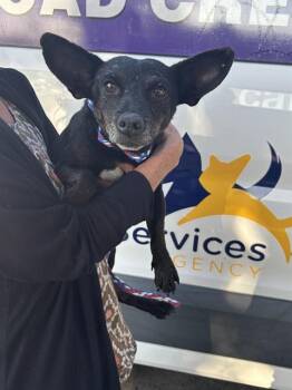 GUAC -  Chihuahua and Mixed Breed Dog for Adoption in Modesto, California - GUAC | PetCurious