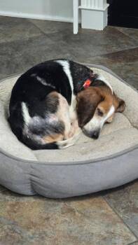Molly -  Beagle Dog for Adoption in Williamsburg, Virginia - Molly | PetCurious