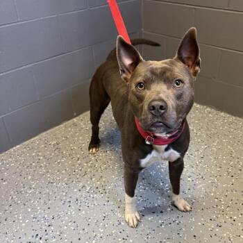 Pit Bull Terrier and Mixed Breed Dogs Available for Adoption in Tuscaloosa, Alabama - TUSC-Stray-84196 | PetCurious