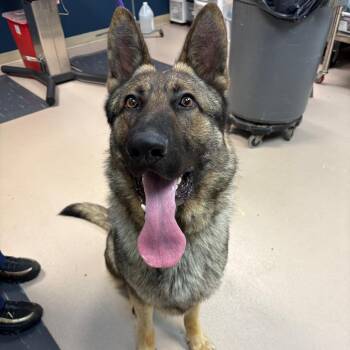 German Shepherd Dog Dogs Available for Adoption in Newark, New Jersey - Barkley | PetCurious