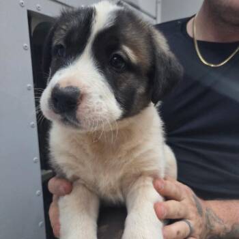 Mixed Breed Dogs Available for Adoption - 01/23/26-Stray-SchimekDrive_5 | PetCurious