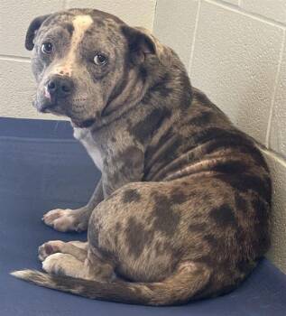 Pit Bull Terrier Dogs Available for Adoption in Rosenberg, Texas - BENTLEY | PetCurious