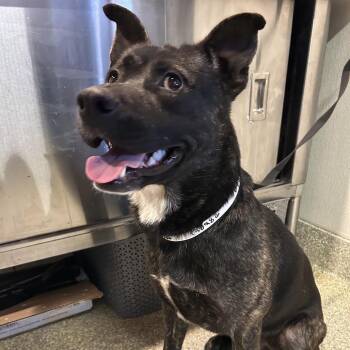 Ranger* -  Shepherd Dog for Adoption in San Gabriel, California - Ranger* | PetCurious