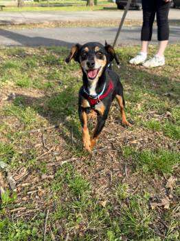 Dachshund and Hound Dogs Available for Adoption in Nashville, Tennessee - Ted | PetCurious