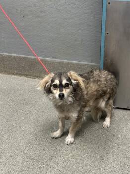 OSO -  Chihuahua and Mixed Breed Dog for Adoption in Las Vegas, Nevada - OSO | PetCurious
