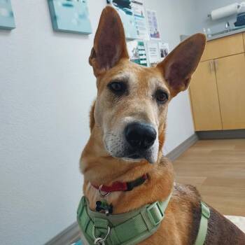Rhea -  German Shepherd Dog and Great Dane Dog for Adoption in Mooresville, North Carolina - Rhea | PetCurious