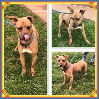 Boxer and Labrador Retriever Dogs Available for Adoption - JASPER  | PetCurious