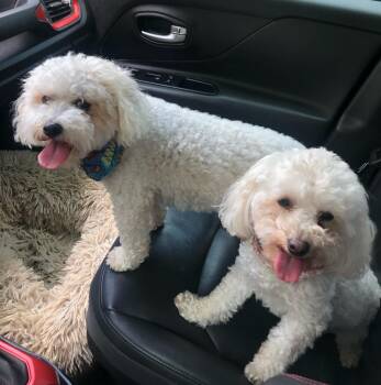 Izzy & Buster -  Poodle Dog for Adoption in Closter, New Jersey - Izzy & Buster | PetCurious