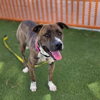 Siberian Husky and Pit Bull Terrier Dogs Available for Adoption in Las Vegas, Nevada - FAITH | PetCurious