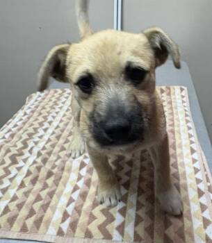 Border Terrier and Mixed Breed Dogs Available for Adoption in Redlands, California - MICHAEL | PetCurious