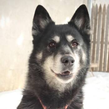 Mixed Breed Dogs Available for Adoption - Mona | PetCurious