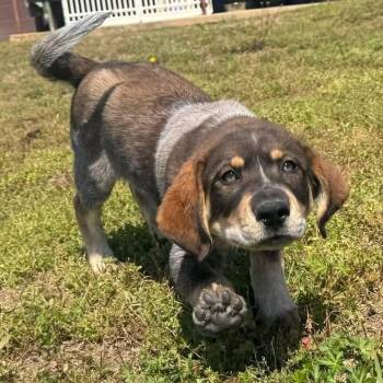 Mixed Breed Dogs Available for Adoption in Freeport, Florida - Joey | PetCurious
