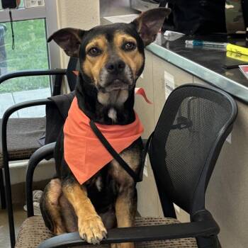 Ivy -  Shepherd and Mixed Breed Dog Available for Adoption in Hagerstown, Maryland - Ivy | PetCurious