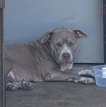 CAROLINE MAY -  American Staffordshire Terrier Dog for Adoption in San Antonio, Texas - CAROLINE MAY | PetCurious