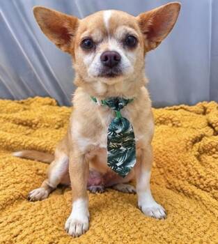 Chef Boyardee -  Chihuahua Dog for Adoption in Foley, Alabama - Chef Boyardee | PetCurious