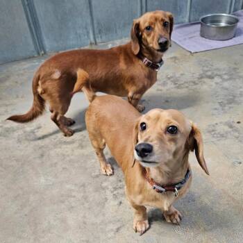 Dachshund Dogs Available for Adoption in Eustis, Florida - Brody & Brewer | PetCurious