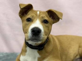 Pit Bull Terrier and Mixed Breed Dogs Available for Adoption in Portland, Oregon - Dylan | PetCurious