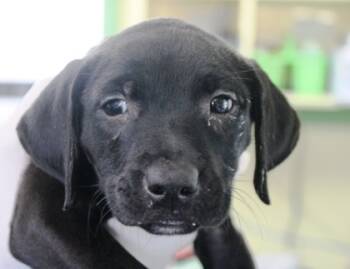 Rescue Labrador Retriever and Mixed Breed Dogs for Adoption in Picayune, Mississippi - Allie | PetCurious