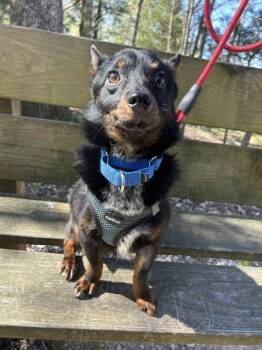Chihuahua and Australian Cattle Dog Blue Heeler Dogs Available for Adoption in Osage Beach, Missouri - Mister Crowley | PetCurious