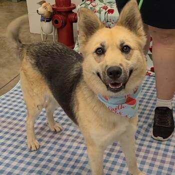 Maple -  German Shepherd Dog Dog for Adoption in Woolwich, Maine - Maple | PetCurious