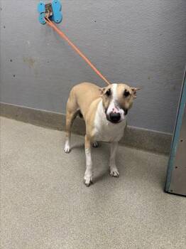 Rescue Bull Terrier Dogs for Adoption in Las Vegas, Nevada - KARMA | PetCurious