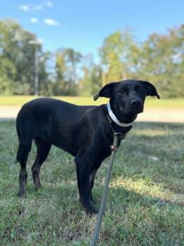 Rescue Labrador Retriever and Mixed Breed Dogs for Adoption in Malvern, Pennsylvania - Willow | PetCurious
